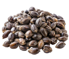 Castor Seeds